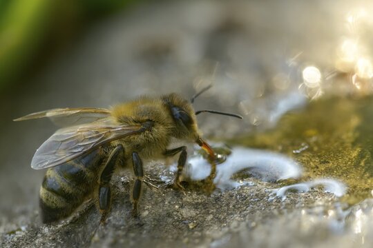 Apidae, apis mellifera, bees, European honey bee, European honeybee, hymenoptera, western honey bee, honey bee, honey bee, honey bee, insects, drink, water, watering place