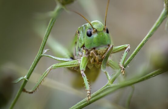 Decticus verrucivorus, deciduous locusts, wart biters, ensifera, female, grasshoppers, insects, long-feeler scares, wait biters, female