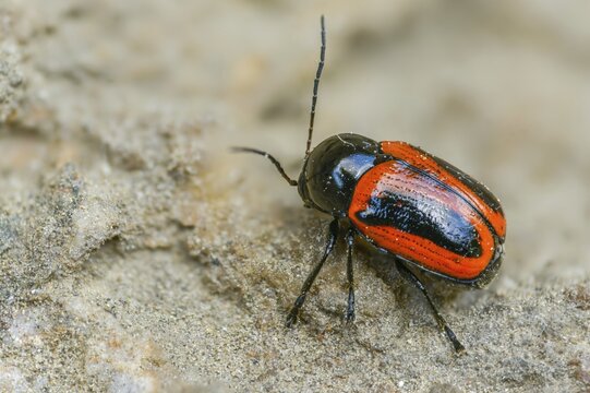Cryptocephalus bipunctatus, drop beetle, two-spotted pot beetle, two-spotted drop beetle, beetle, coleoptera, insects, beetles
