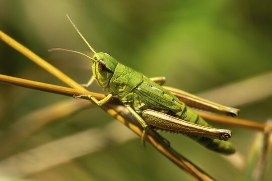 Acrididae, Caelifera, Chorthippus parallelus, field locusts, common grasshoppers, gomphocerinae, short-feeler, pseudochorthippus parallelus, female, grasshoppers, grasshoppers, insects, meadow grasshoppers, insects, meadow grasshoppers, female