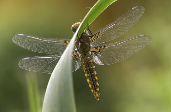 Broad-Bodied Chaser, Libellula Depressa, Flatbelly, Anisoptera, Dragonflies, Freshly Hatched, Insects, Dragonflies, Odonata, Hatching