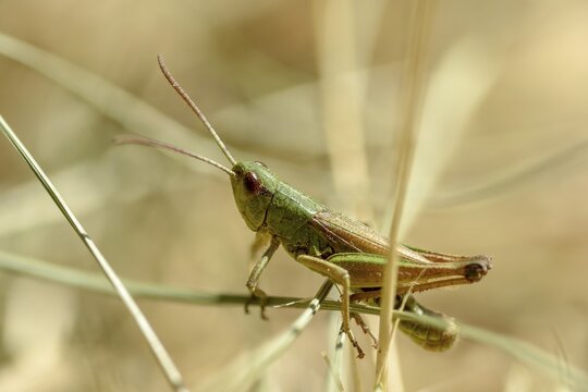 Acrididae, Caelifera, Chorthippus parallelus, field locusts, common grasshoppers, gomphocerinae, short-feeler scare, pseudochorthippus parallelus, grasshoppers, grasshoppers, insects, male, meadow grasshopper, male