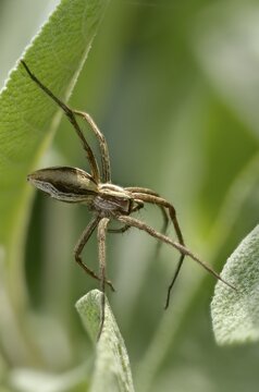 Araneomorphae, bridal gift spider, nursery web spider, pisaura mirabilis, arachnids, arthropod, arthropods, arthropods, high size, portrait, hunting spiders, spiders, spiders