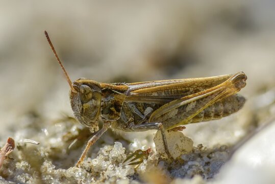 Acrididae, Brandenburg, Caelifera, Common Club Grasshopper, Germany, field locusts, spotted club scare, gomphocerinae, club scare, short-feeler scare, mottled grasshopper, myrmeleotettix maculatus, Nabu project, national natural heritage, natural paradise Gr&uuml;nhaus, post-mining landscape, grasshopper, Grasshoppers, greenhouses, grasshoppers, insects, males, males