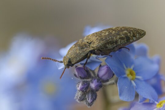 Agrypnus murinus, mouse-gray speedbeetle, mouse-gray speedbeetle, mousegrey click beetle, beetle, coleoptera, insects, beetles