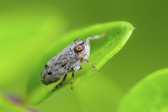 Common beetle cicada, Issus coleoptratus, beetle cicada, the planthopper, insects, cicadas