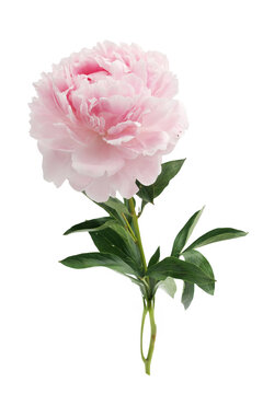 Pink peony flower blooming isolated on white