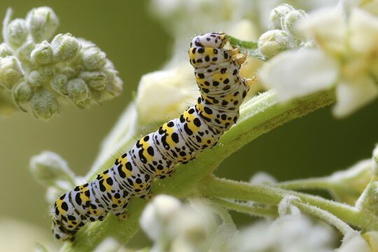Cucullia lychnitis, grey-pollinated woolly monk, Shargacucullia lychnitis, later mullein monk, striped lychnis, high size, portrait, inchworm, insects, moths, moths, moths, caterpillar, butterflies