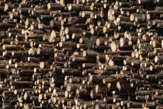 Logs, spruce logs, roundwood, storage, timber industry, Sunndals&oslash;ra, Tingvollfjorden, Sunndal Municipality, M&oslash;re og Romsdal Province, Norway