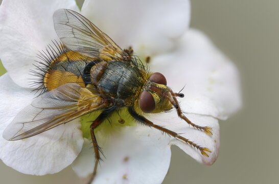 Hedgehog fly, hedgehog fly, caterpillar fly, tachina fera, diptera, insects, two-winged birds