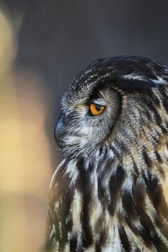 Bubo Bubo, Eagle Owl, Eagle Owl, Birds, Owls, High Size, Portrait Format, Owls, Strigiformes, Birds