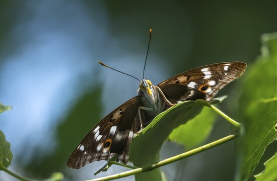 Apatura ilia, small Schiller butterfly, Lesser purple emperor, butterfly, insects, butterflies, butterflies, butterflies