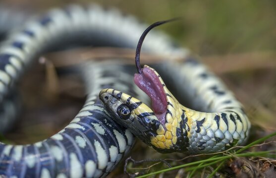 Grass snake, Natrix Natrix, grass snake, fright, thanatosis, death reflex, apparent death, reptilia, reptilia, ringed snake, snakes, snakes, water snake