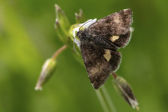 Owl moth, hornwort sunowl, hornwort mulch, noctuidae, panemeria tenebrata, butterfly, insects, moths, moths, moths, butterfly, small yellow underwing