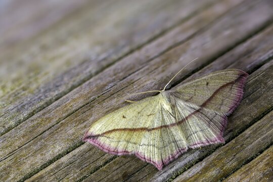 Ampferspanner, Calothysanis Amata, Liebling, Rotrandspanner, Timandra Comae, Blood-Vein, Insects, Moths, Moths, Butterflies