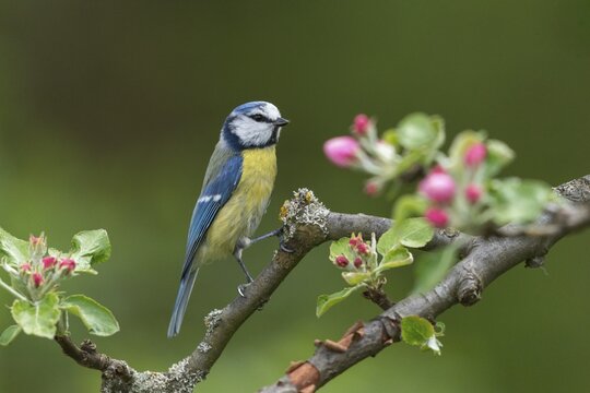 Blue tit, fruit tree blossoms, parus caeruleus, birds, spring, tits, passeri, songbirds, songbirds, jump, tits, birds