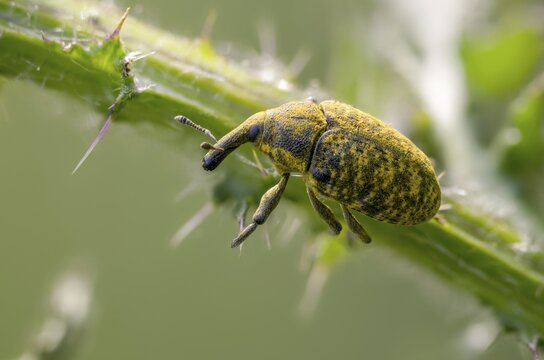 Thistle weevil, larinus cf sturnus, larinus sturnus, weevil, beetle, coleoptera, insects, beetles