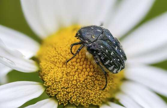 Bronze-green rose beetle, marbled rose chafer, marbled golden beetle, marbled rose beetle, prot&auml;a lugubris, rose beetle, beetle, insects, beetles