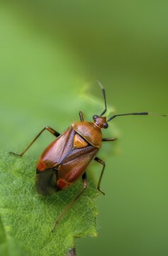 Deraeocoris ruber, triangular soft bug, common nimrod, heteroptera, red-spotted plant bug, red neck ring softbug, red softbug, high size, portrait format, insects, bugs
