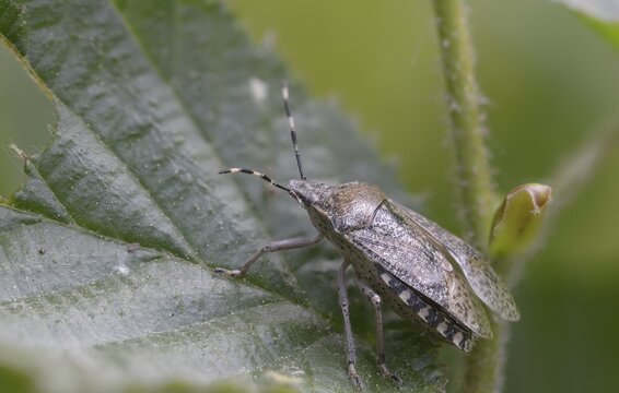 Field bug, gray garden bug, raphigaster nebulosa, bug, tree bug, insects, mottled shield bug