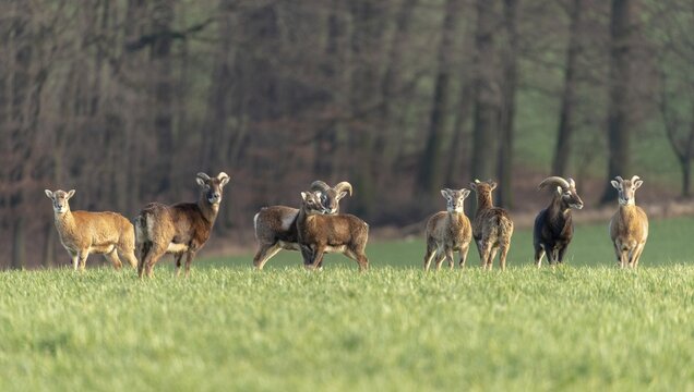 Artiodactyla, even-toed ungulate, mouflon, mouflon, mouflon, ovis gmelini musimon, cloven-hoofed, mammals, sheep, mammals, game