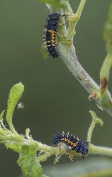 Asian ladybeetle, Asian ladybug, coccinellidae, coccinellinae, harlequin ladybug, harmonia axyridis, ladybug, beetle, coleoptera, harlequin, high size, portrait format, insects, beetles, larva, larva, multicolored Asian