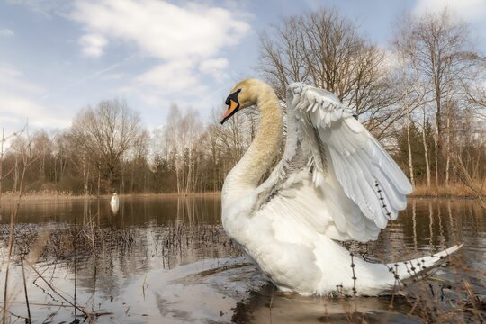 Cygnus olor, mute swan, anatidae, birds, duckbirds, spring, cusp swan, swans, jump, swans, birds, waterbirds, waterbirds