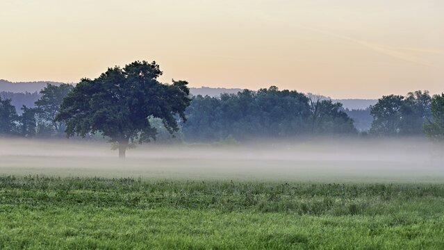 Early fog in the Schoren nature reserve, M&uuml;hlau, Canton of Aargau, Switzerland