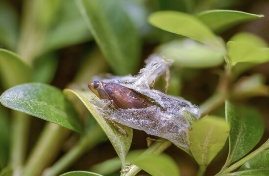 Box tree moth, boxwood moth, boxwood moth, cydalima perspectalis, moth, web, insects, moths, pupa, pupa, butterflies