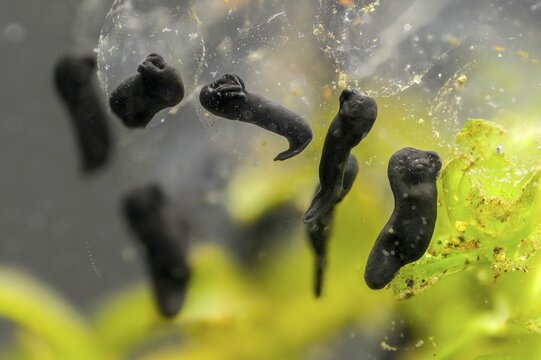Bufo bufo, common toad, amphibians, amphibians, five days old, larva, larva, amphibians