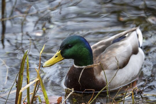 Anas platyrhynchos, mallard, mallard, anatidae, birds, ducks, ducks, ducks, drakes, male, birds, waterbirds, waterbirds