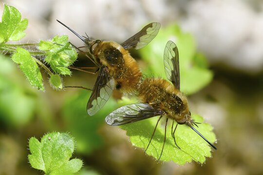 Bombyliidae, Bombylius major, brachycera, large woolswear, woolswear, arge bee-fly, diptera, insects, copula, mating, the dark-edged bee-fly, the greater bee fly, two-winged