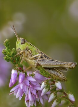 Acrididae, Caelifera, field locusts, gomphocerinae, grasshoppers, heather grasshoppers, small heather grasshoppers, short feeler, stenobothrus stigmaticus, grasshoppers, grasshoppers, high size, portrait format, insects, lesser mottled grasshopper