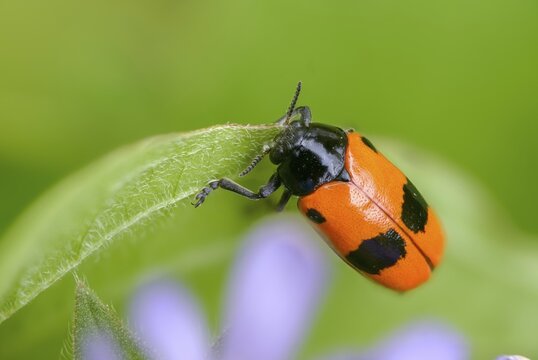 Ant sack beetle, ant bag beetle, Clytra laeviuscula, willow clytra, beetle, coleoptera, insects, beetles