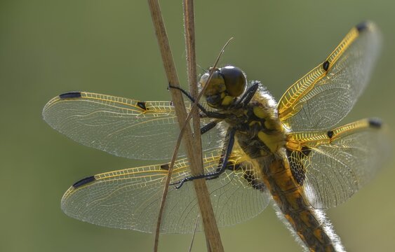 Four-spotted chaser, dragonflies, insects, dragonflies, insects, dragonflies, insects, dragonflies, insects, dragonflies, odonata