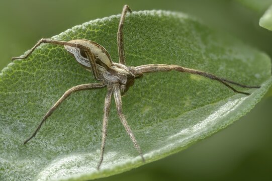 Araneomorphae, bridal gift spider, nursery web spider, pisaura mirabilis, arachnids, arthropods, arthropods, hunting spiders, spiders, spiders