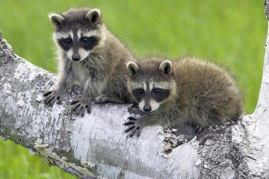 Raccoon (Procyon lotor), Minnesota, USA. Two alert-looking raccoons are sitting side by side on a branch