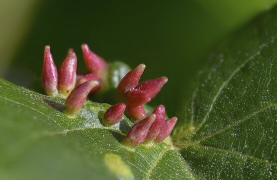 Bugle gall mite, eriophyes tiliae, lime nail gall mite, linden gall mite, linden gall mite, summer linden squirrel gall mite, pin gall, mites