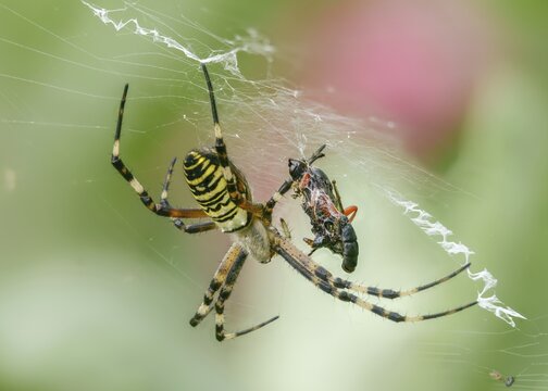 Argiope br&uuml;nnichi, silk ribbon spider, arachnids, tiger spider, wasp spider, arthropod, prey, spiders, wasp spider, y12, zebra spider
