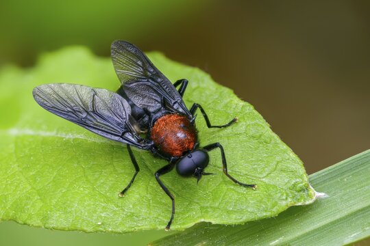 Clitellaria ephippium, red-backed soldier fly, redback gunfly, diptera, insects, two-winged