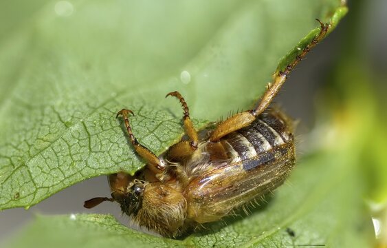 Amphimallon solstitiale, leaf horn beetle, curlew beetle, European June beetle, ribbed curlew, June beetle, scarabaeidae, beetle, coleoptera, insects, beetles, summer chafer