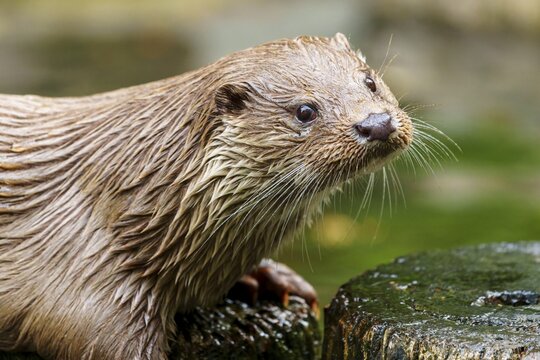 European otter (Lutra lutra) Germany, close-up of an otter with wet fur in its natural habitat