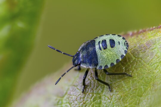 Common stink bug, common greenling, green pentatomide bug, green stink bug, heteroptera, young larva, palomena prasina, stink bug, green shield bug, insects, nymph, bugs