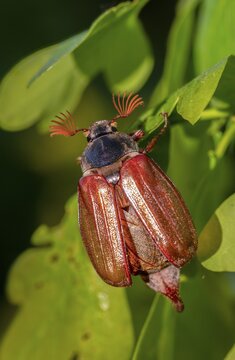Leaf horn beetle, field may beetle, common may beetle, may bug, melolontha melolontha, scarabaeidae, beetle, cockchafer, coleoptera, doodlebug, high size, portrait format, insects, beetles