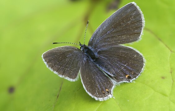 Cupid argiades, short-tailed blue, butterfly, insects, butterflies, short-tailed blue, butterflies, tailed cupid