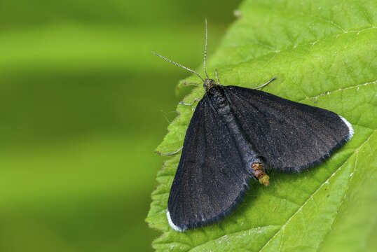 Geometridae, chimney sweeper, odezia atrata, soot, black tensioner, butterfly, chimney sweeper, insects, moths, moths, moths, butterfly