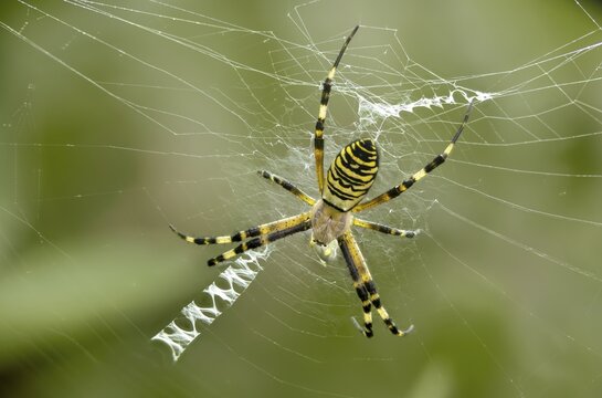 Argiope br&uuml;nnichi, silk ribbon spider, arachnids, tiger spider, wasp spider, arthropod, spiders, wasp spider, zebra spider