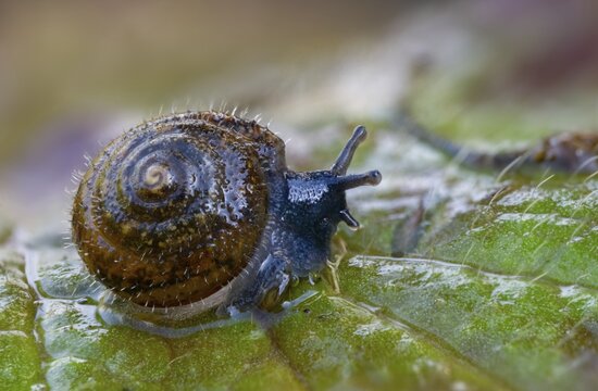 Silky hair snail, trochulus sericeus, gastropoda, mollusca, snails, snails, molluscs