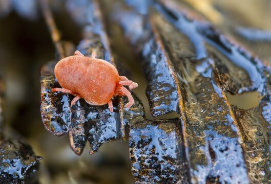 Arachnida, red velvet mite, spider mite, trombidium holosericeum, velvet mite, mites