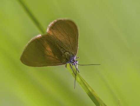 Drab Looper, Minoa Murinata, Milkweed, Insects, Moths, Moths, Moths, Butterflies